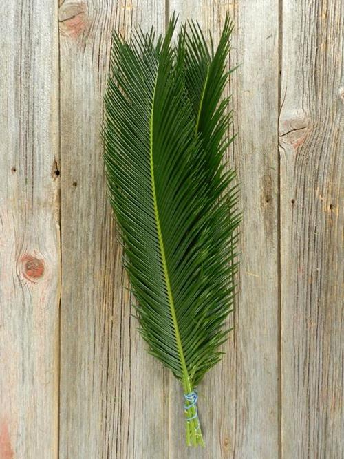 SAGO PALM  GREENS